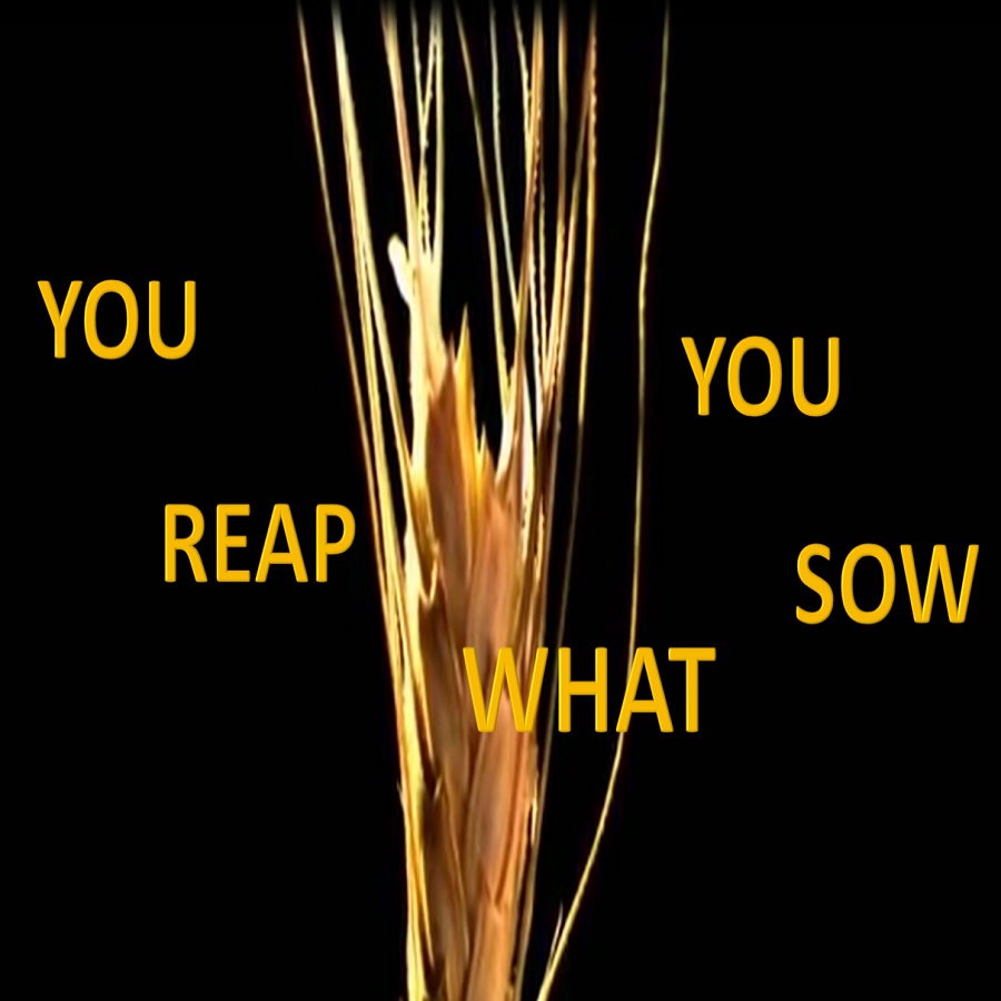 audio_reap